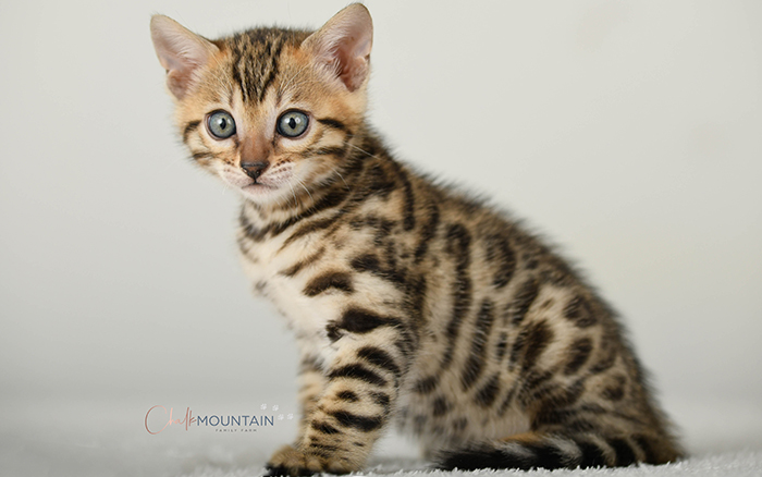 Bengal kitten for sale